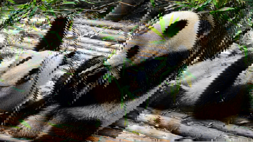 China by Rail, Japan by Sea