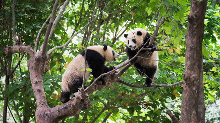 9 Day In Pursuit of Pandas (Wendy Wu)