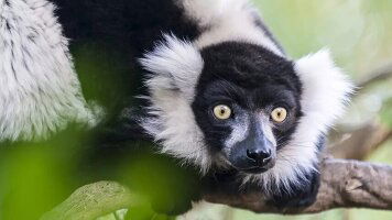 21 Day Madagascar Untamed (Wendy Wu)