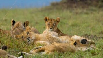 15 Day Treasures of Kenya & Tanzania (Wendy Wu)