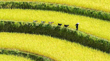 16 Day Vietnam Trails (Wendy Wu)