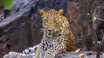 14 Day Wildlife of India (Wendy Wu)