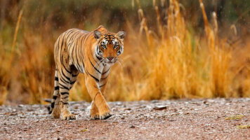 14 Day Wildlife of India (Wendy Wu)