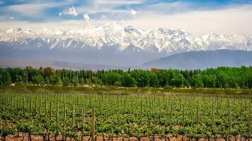 16 Day Wines & Wonders of South America  (Wendy Wu)