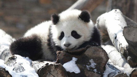 11 Day Christmas in China (Wendy Wu)