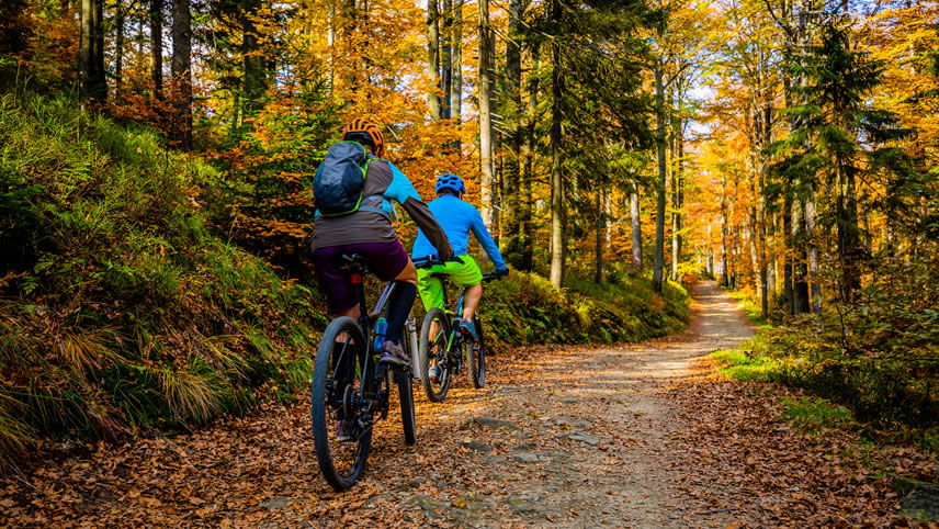 Cycling forest trails Cycling forest trails